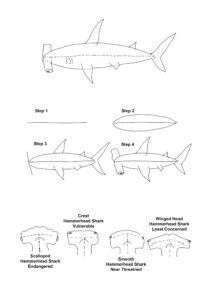 Drawing of hammerhead shark