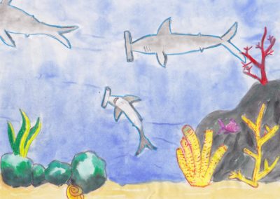 drawing of Hammerhead shark