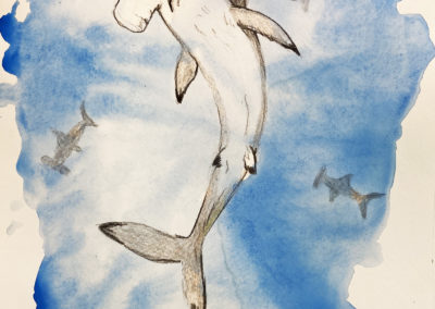 Hammerhead Shark